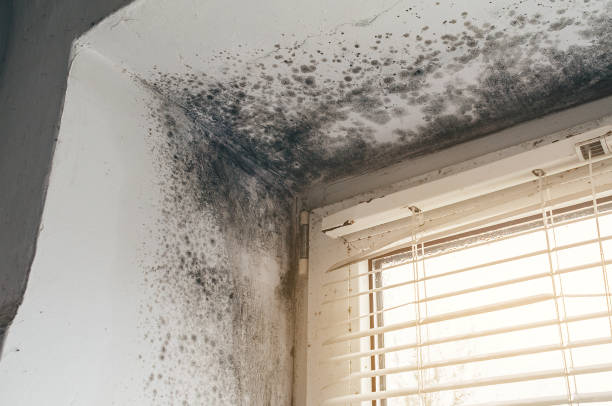 Trusted Bathroom Mold Removal service in Allendale, MI - Cheap Mold Removal